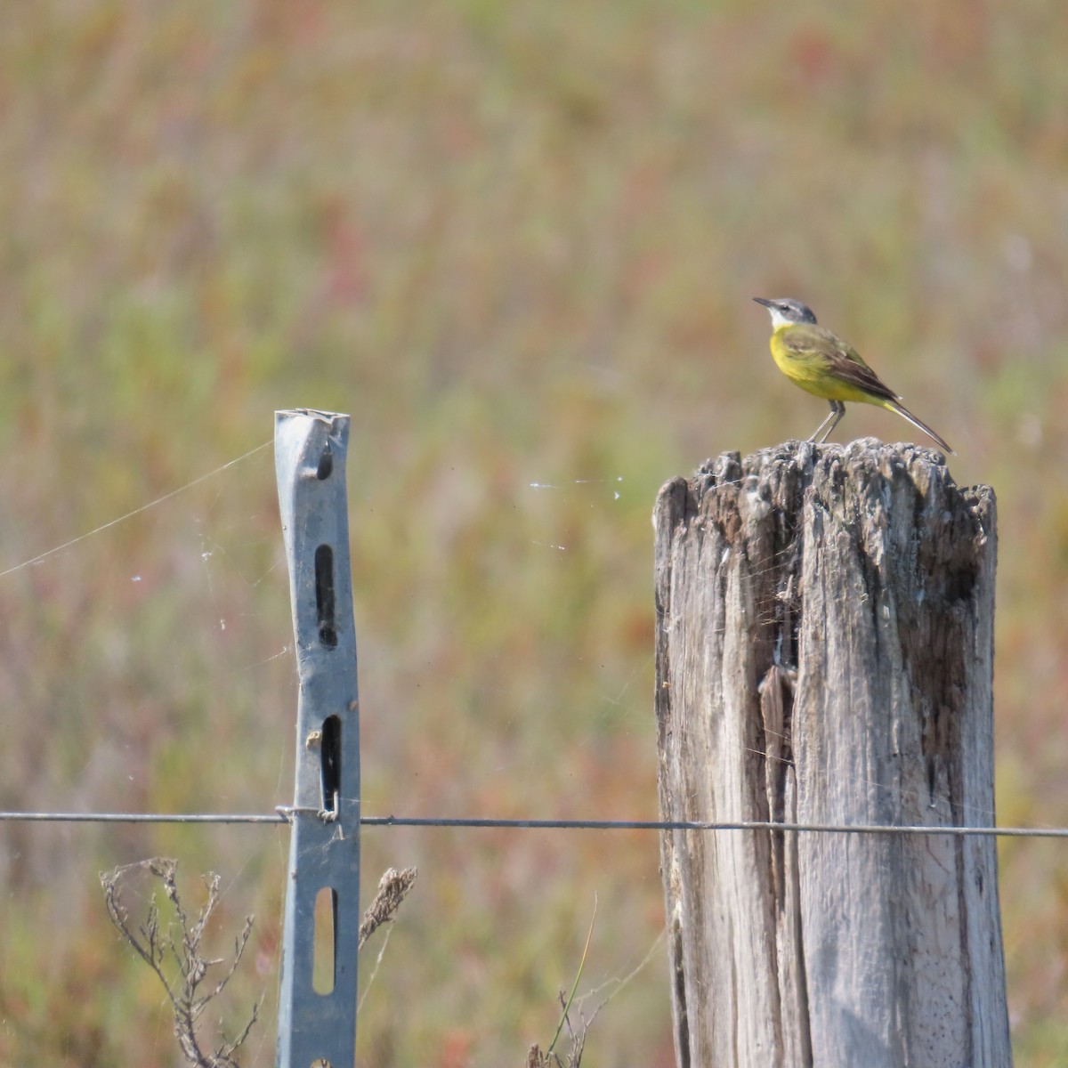 Western Yellow Wagtail (iberiae) - ML636989769