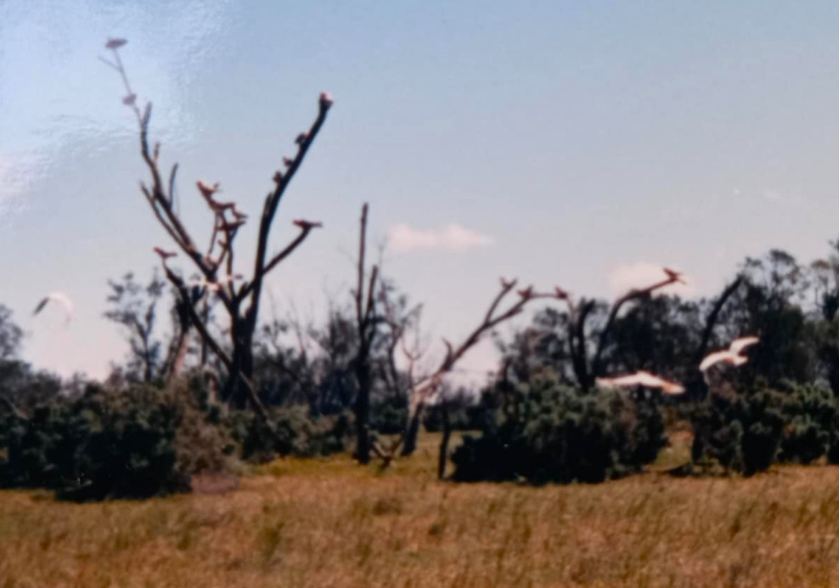 Cacatoès de Leadbeater - ML636989796