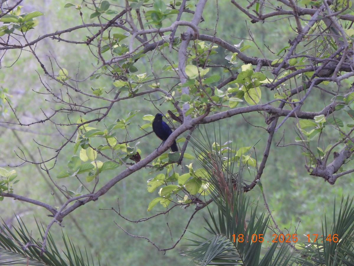 Malabar Whistling-Thrush - ML636989809