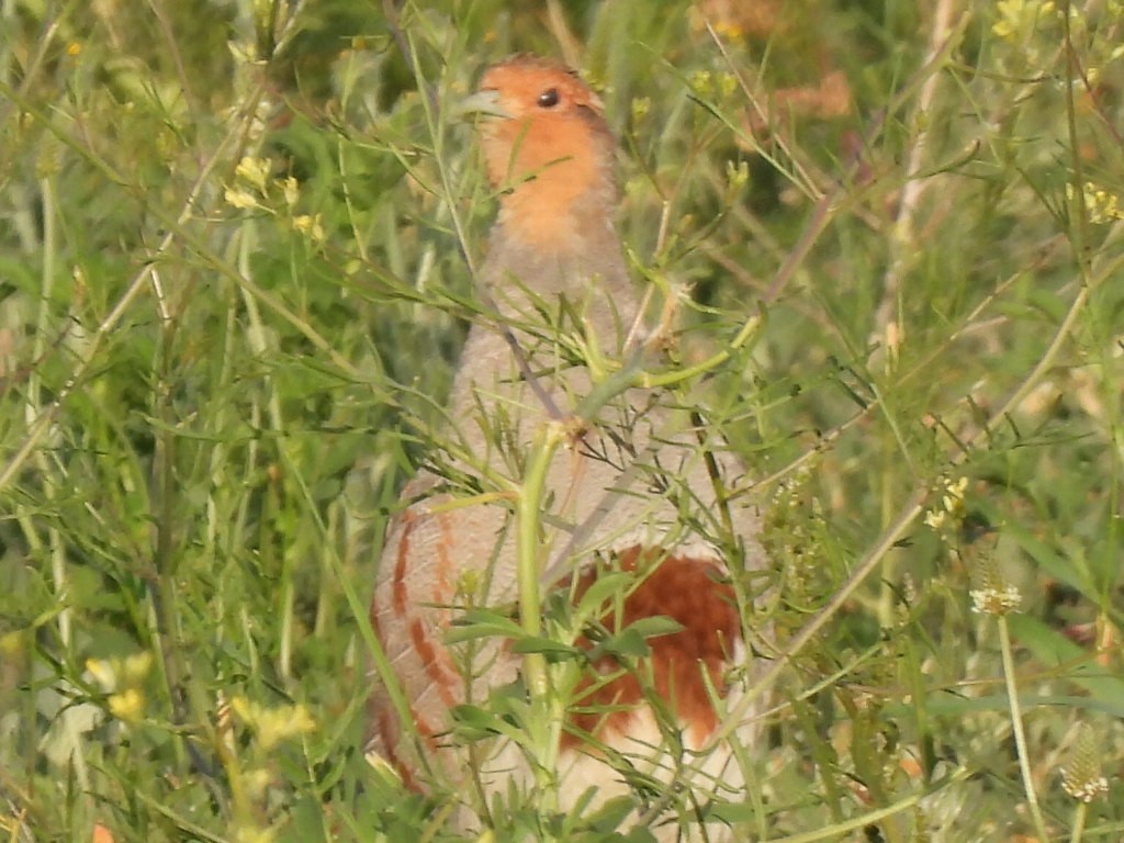 koroptev polní - ML636989812