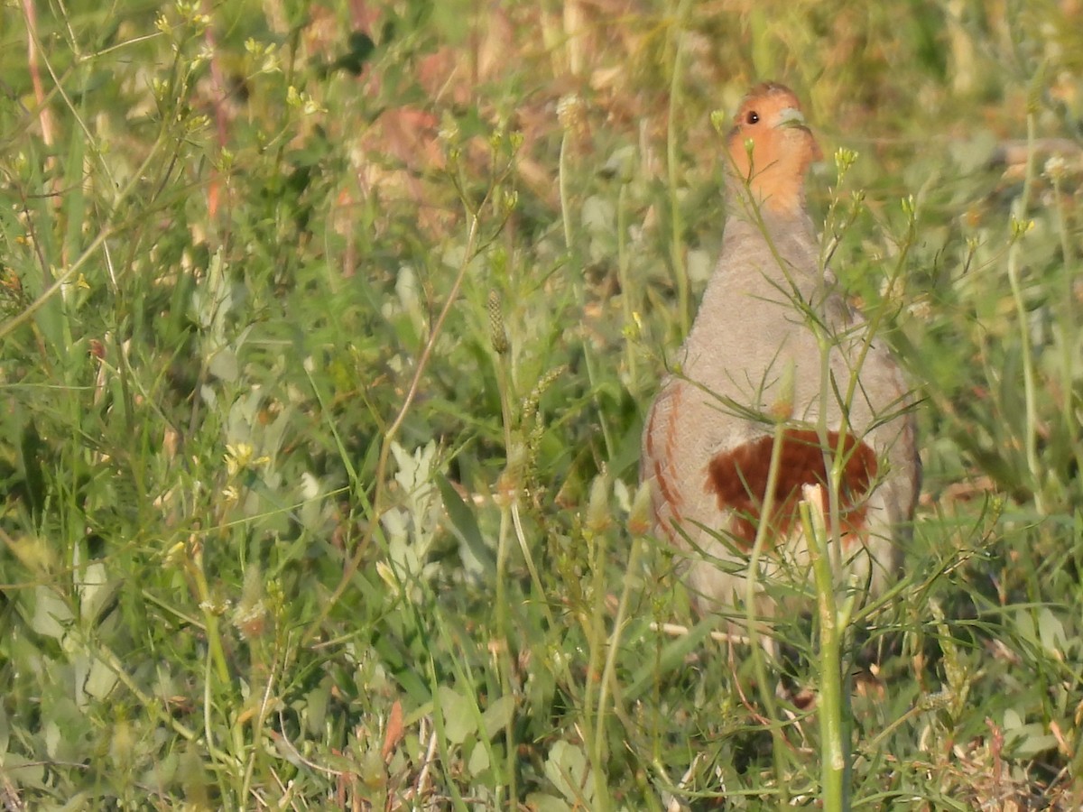 koroptev polní - ML636989813