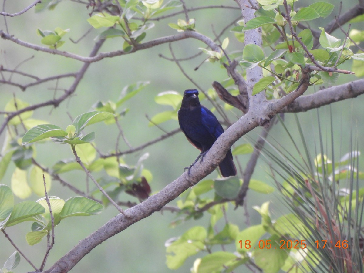 Malabar Whistling-Thrush - ML636989817