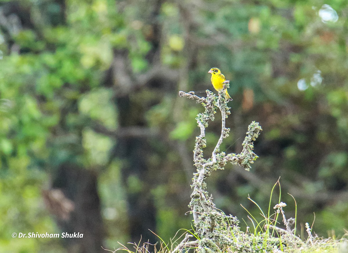 Yellow-breasted Greenfinch - ML636989828