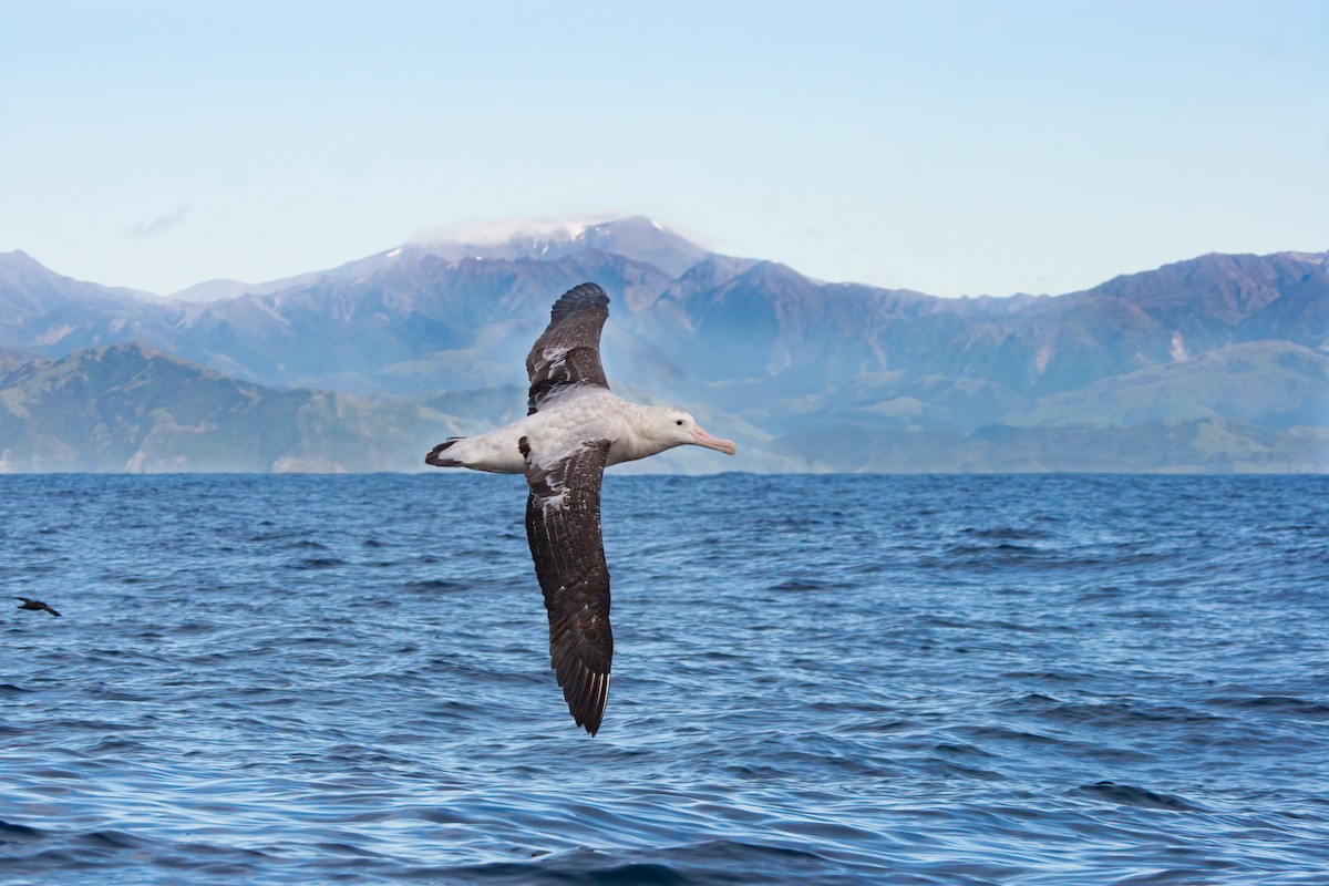 Albatros Viajero/de Tristán de Acuña/de las Antípodas - ML636989909