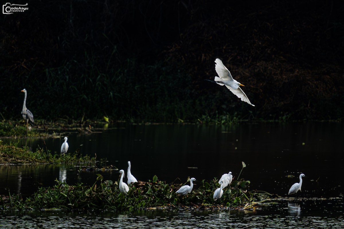 Little Egret - ML636989972
