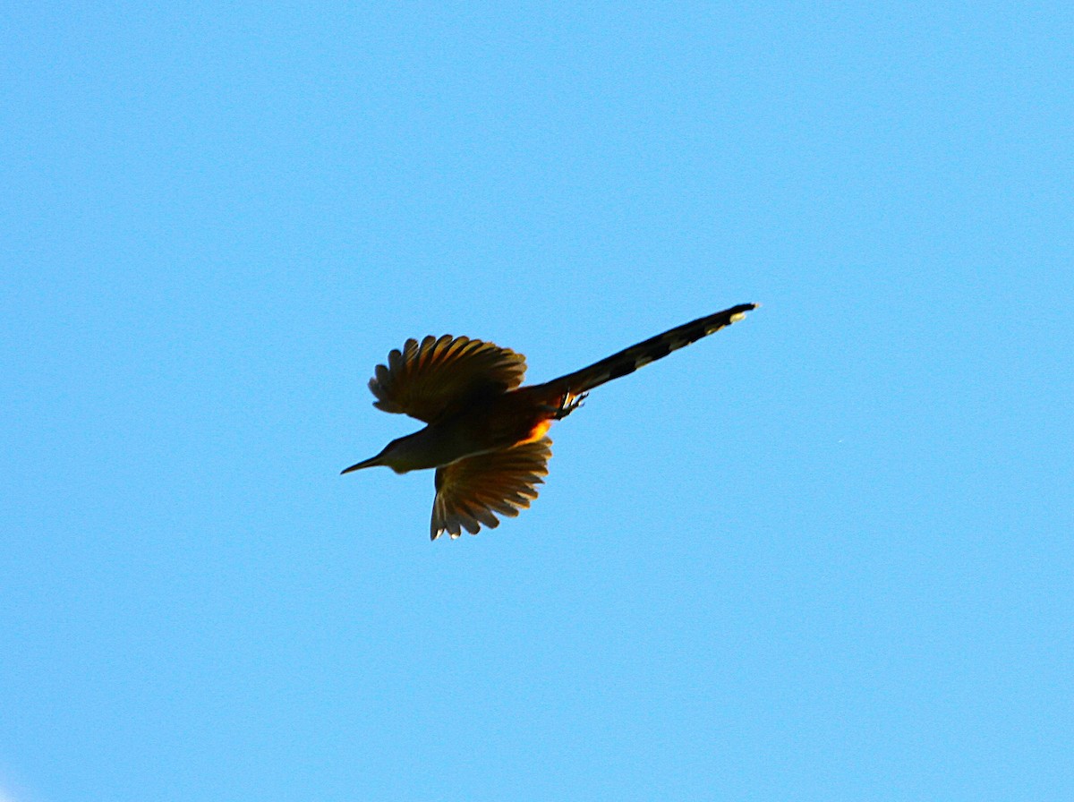 Puerto Rican Lizard-Cuckoo - ML636990064