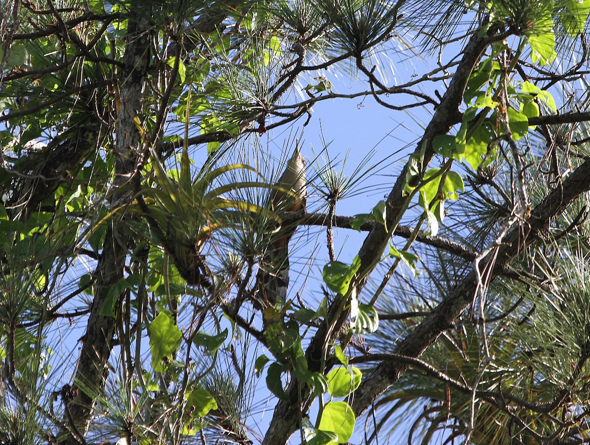 Puerto Rican Lizard-Cuckoo - ML636990065