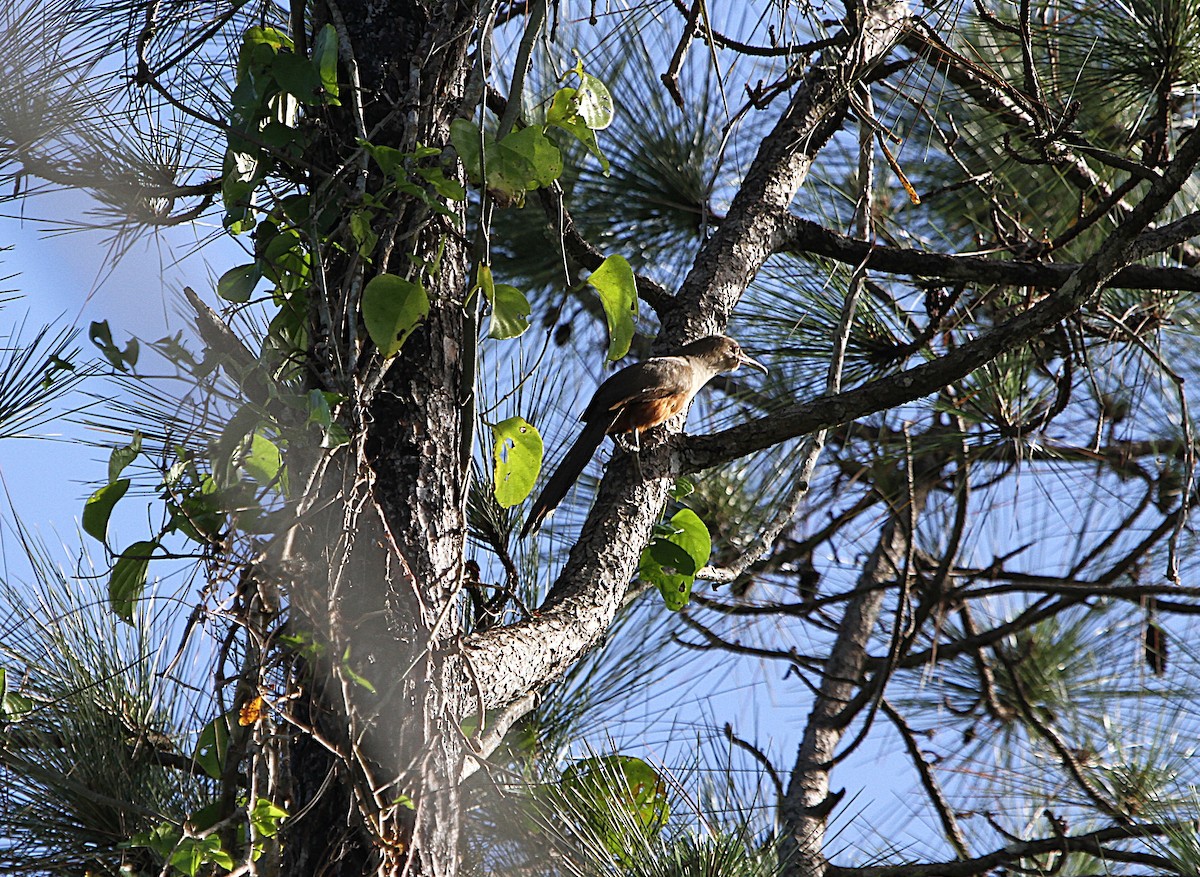 Puerto Rican Lizard-Cuckoo - ML636990155