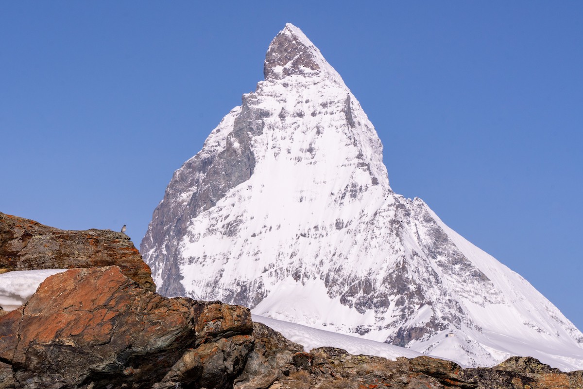 fjellspurv - ML636990223