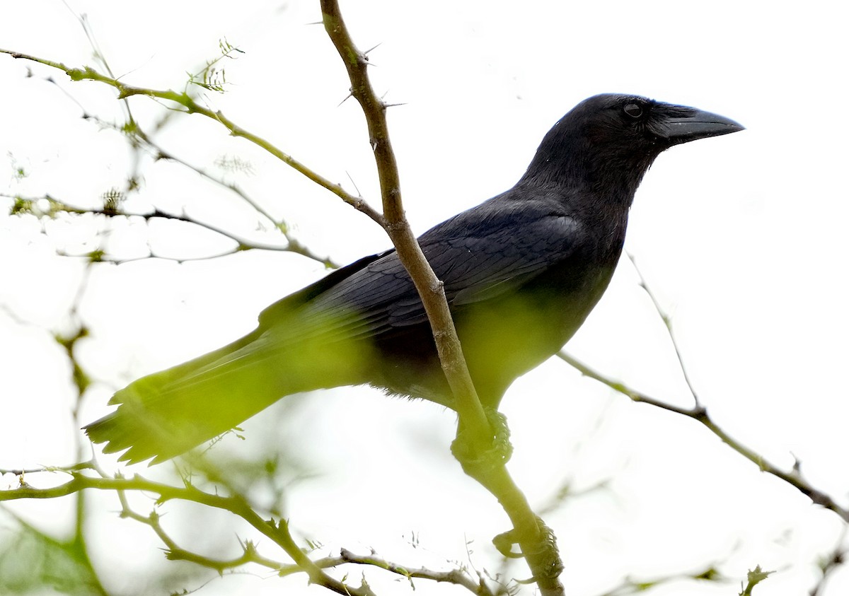Hispaniolan Palm-Crow - ML636990263