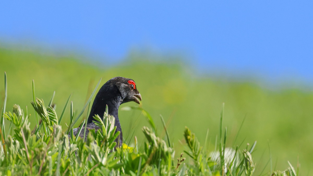 tetřívek kavkazský - ML636990352