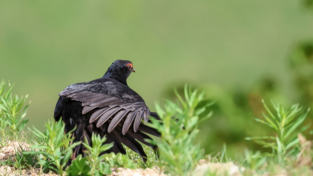 tetřívek kavkazský - ML636990353