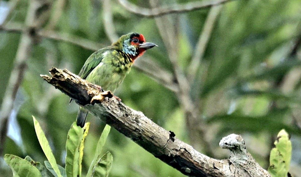 Malabar Barbet - ML636990370