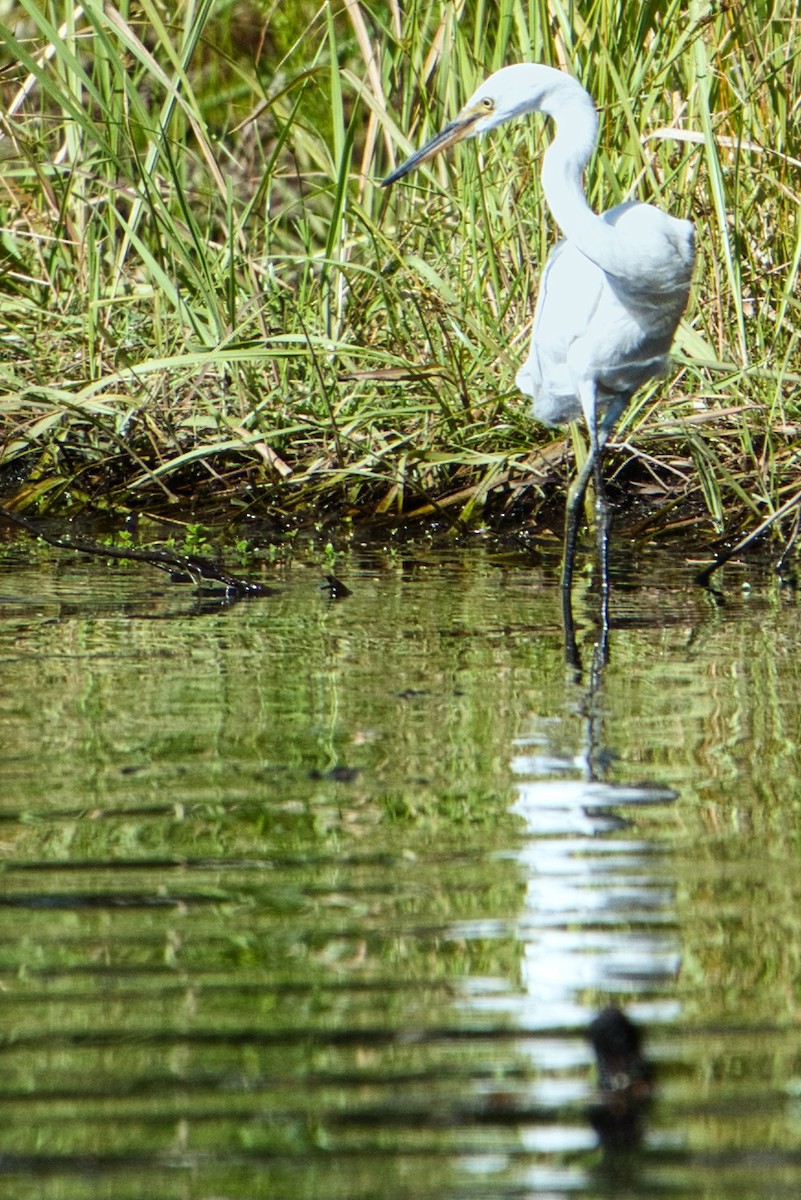 Little Egret - ML636990425