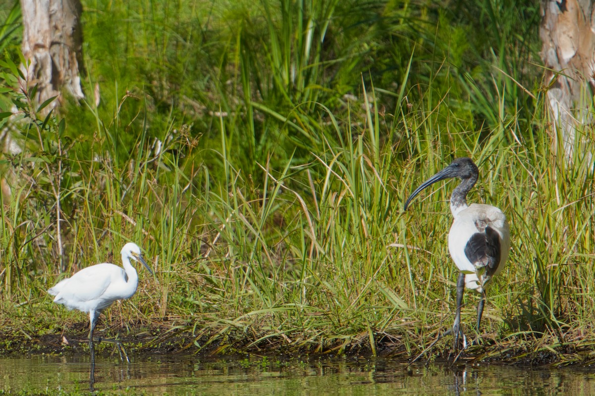 Little Egret - ML636990426