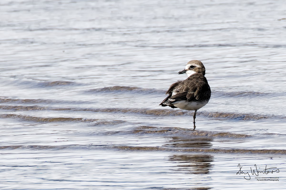 Siberian Sand-Plover - ML636990431
