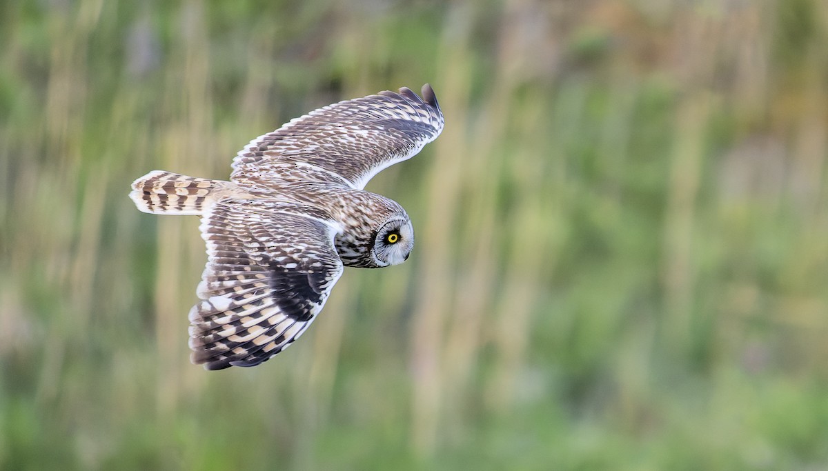 Short-eared Owl - ML636990433