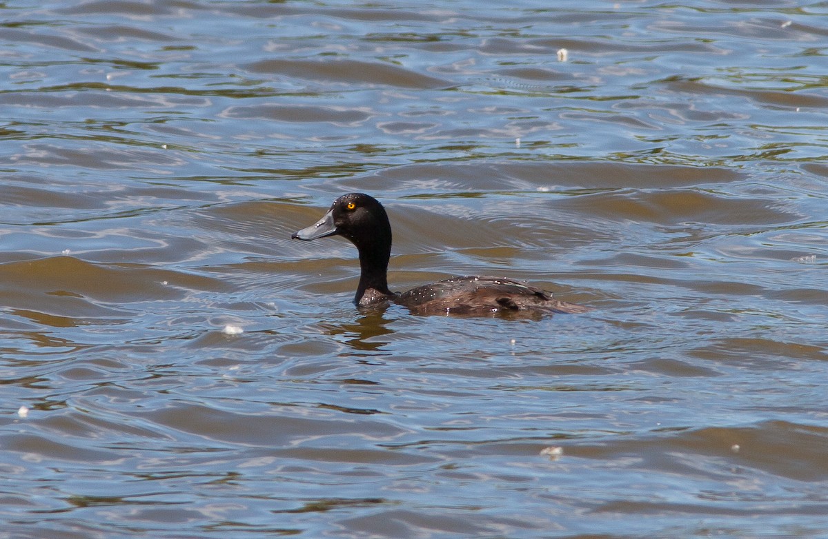 New Zealand Scaup - ML636990445