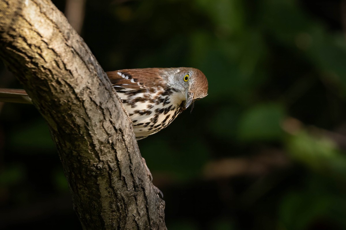 Brown Thrasher - ML636990455