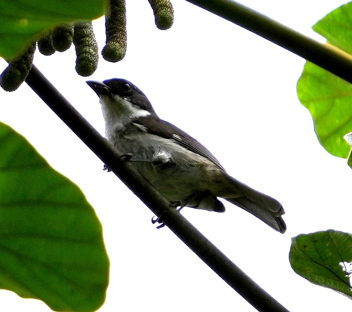 Puerto Rican Tanager - ML636990457