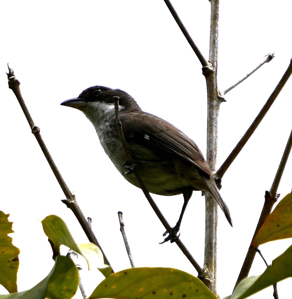 Puerto Rican Tanager - ML636990458