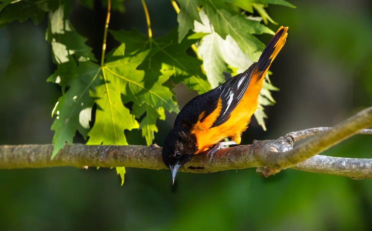 Baltimore Oriole - ML636990467