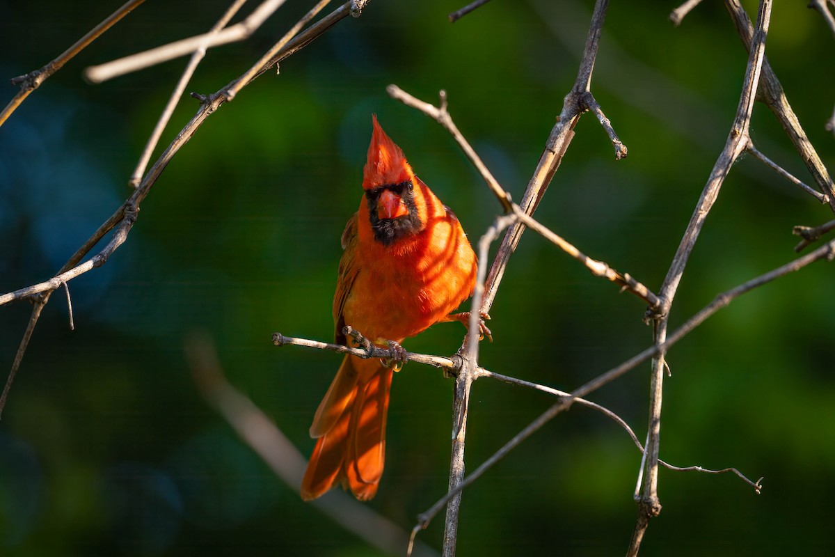 Northern Cardinal - ML636990473