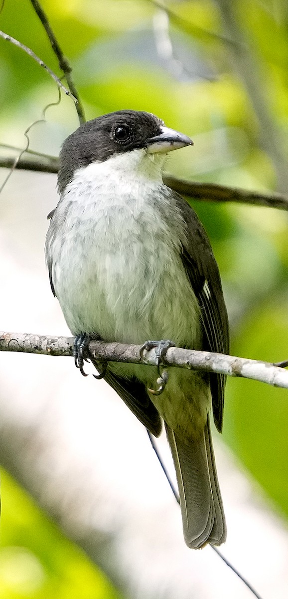 Puerto Rican Tanager - ML636990474