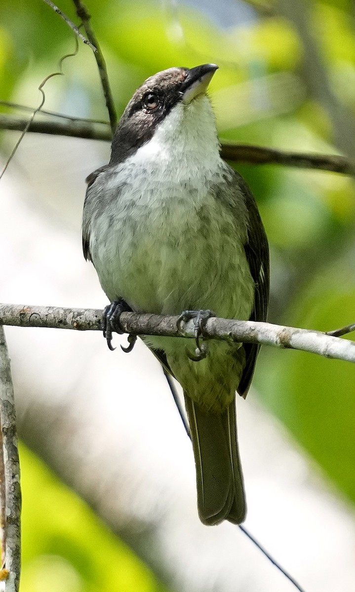 Puerto Rican Tanager - ML636990475