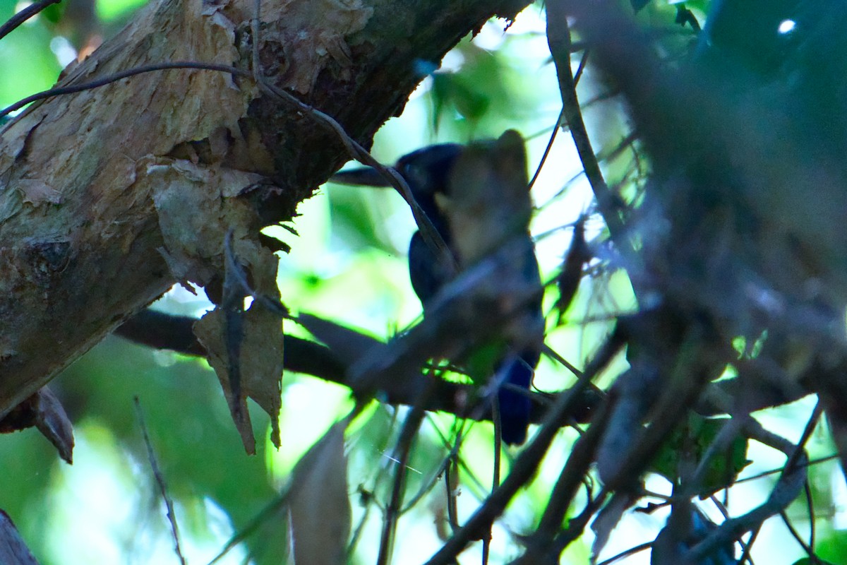 ルリミツユビカワセミ - ML636990491