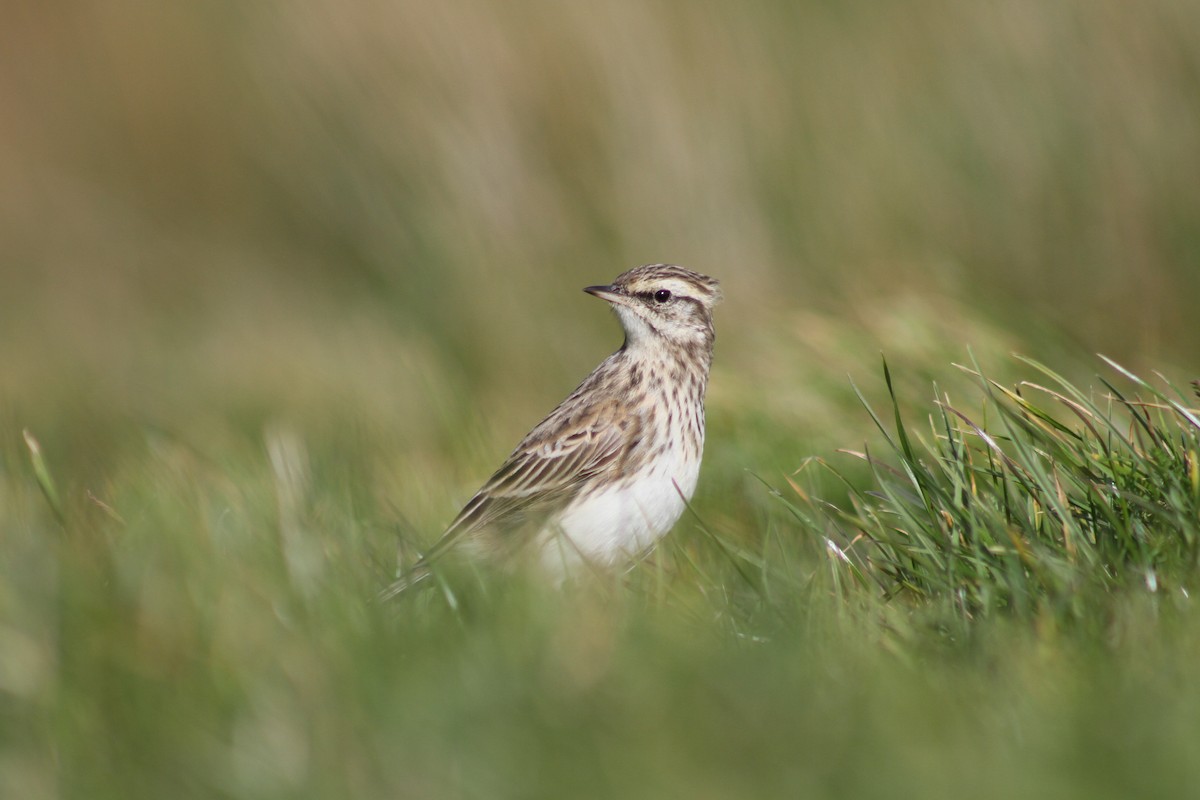 New Zealand Pipit - ML636990540
