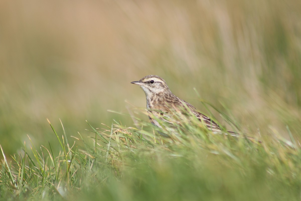 New Zealand Pipit - ML636990547