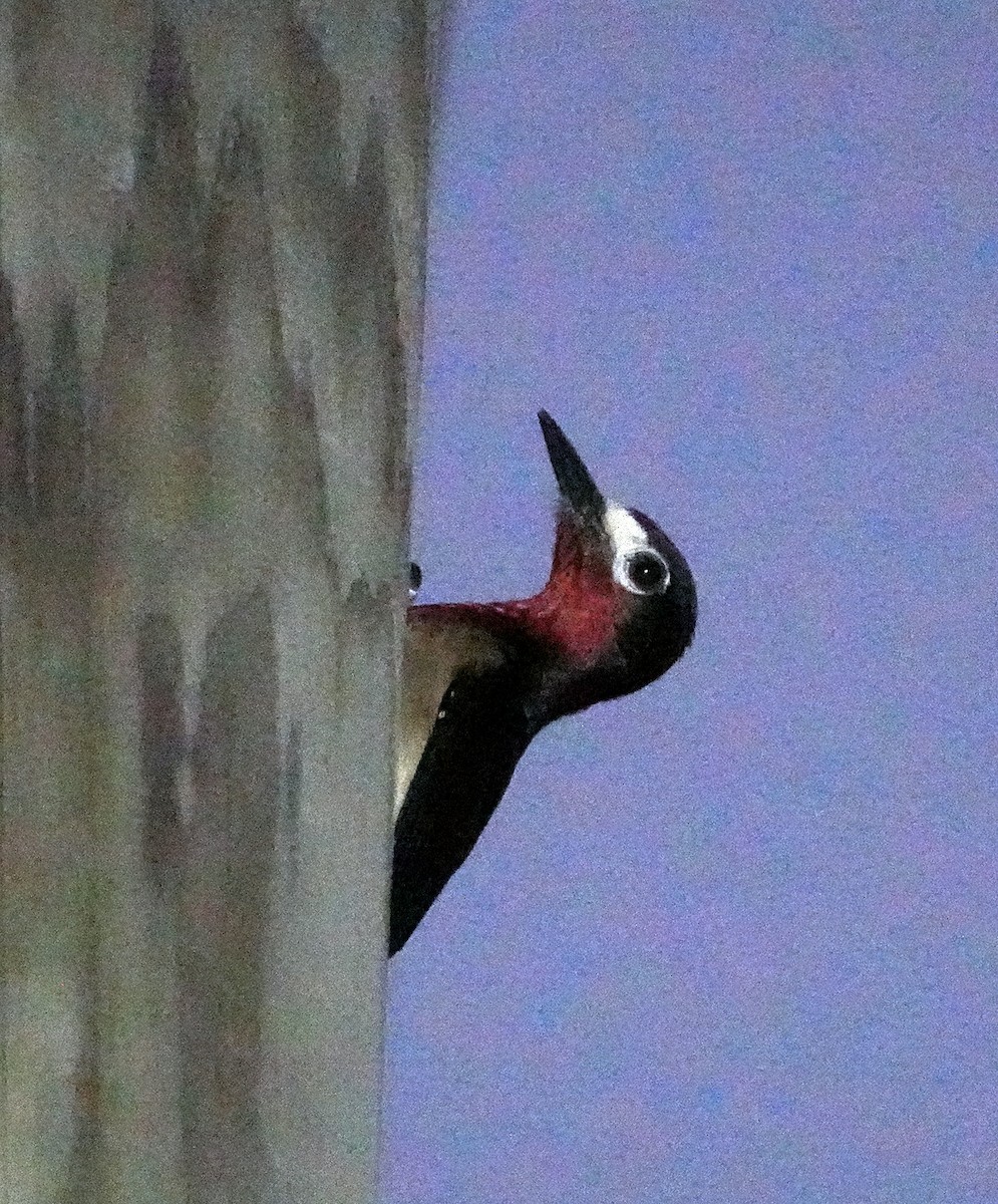 Puerto Rican Woodpecker - ML636990548