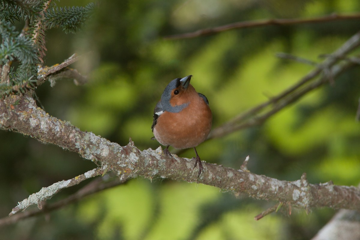 Common Chaffinch - ML636990580