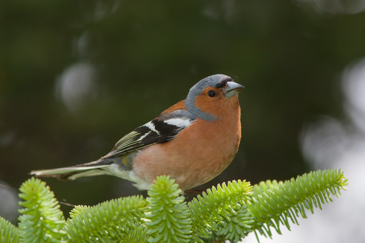 Common Chaffinch - ML636990581