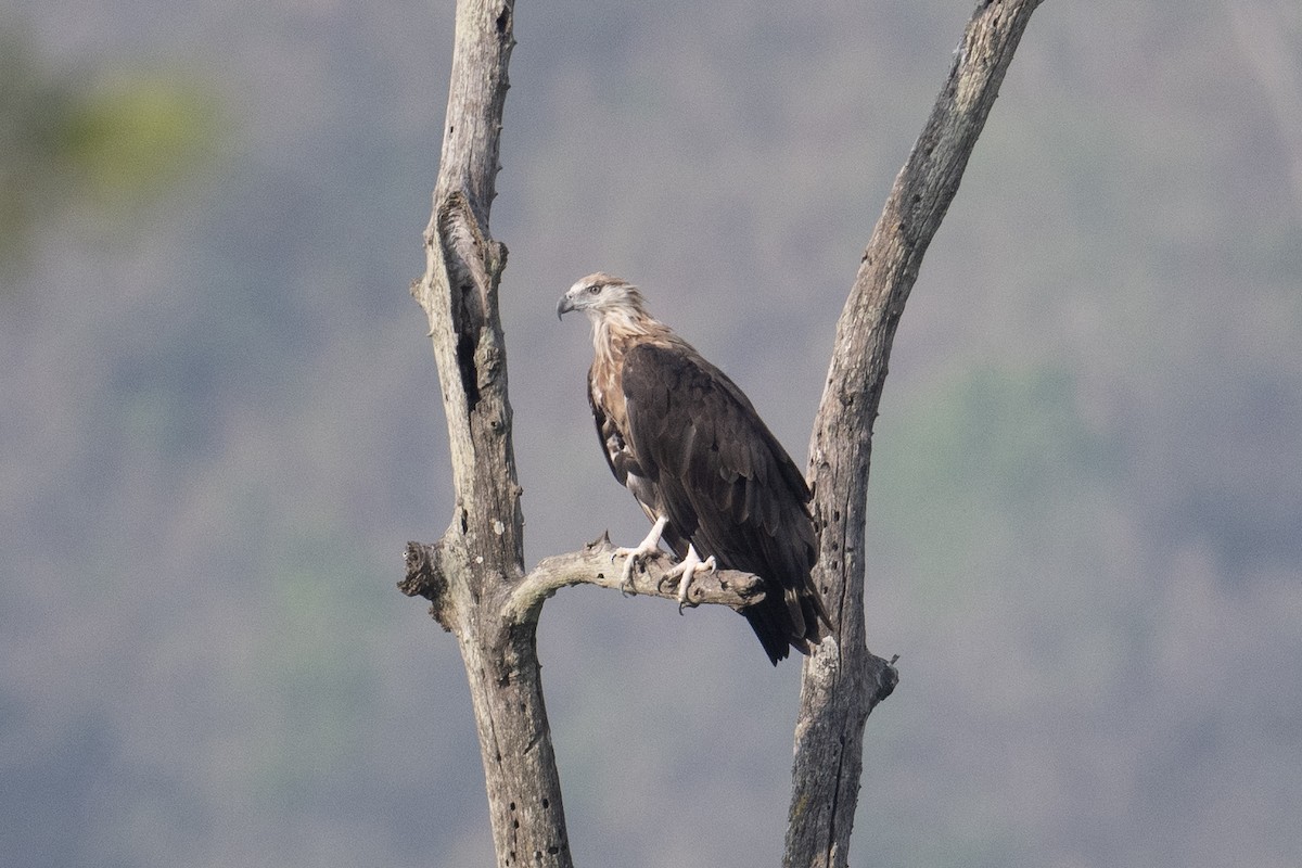 Pallas's Fish-Eagle - ML636990587