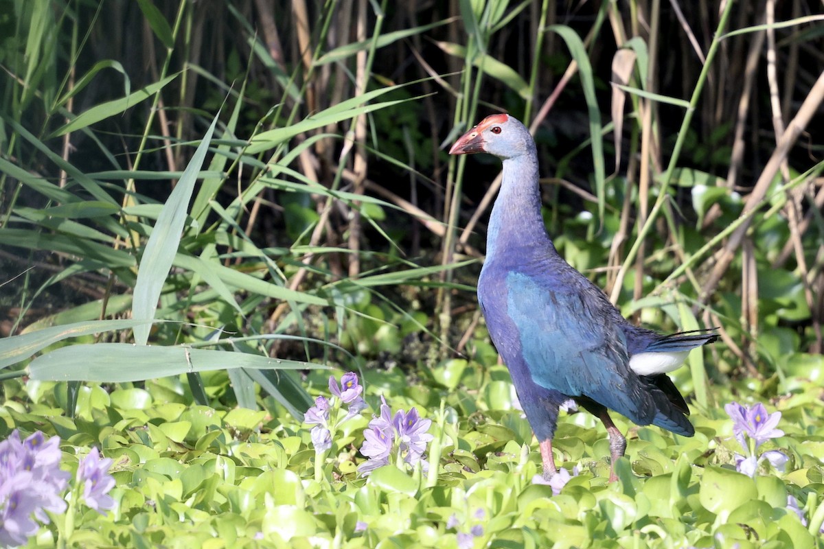 Gray-headed Swamphen - ML636990623