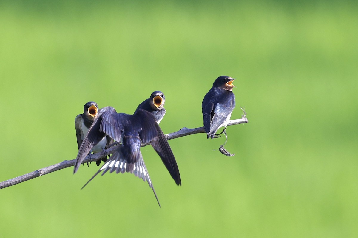 Barn Swallow - ML636990624