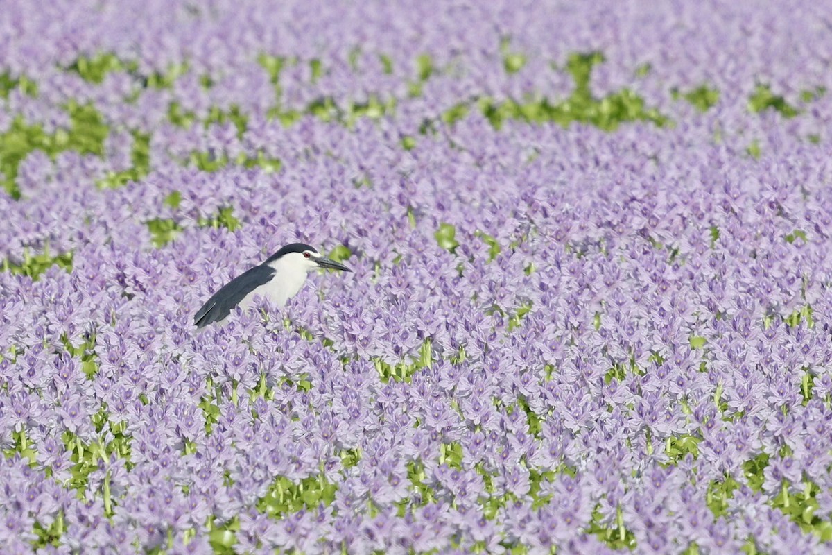 Black-crowned Night Heron - ML636990625