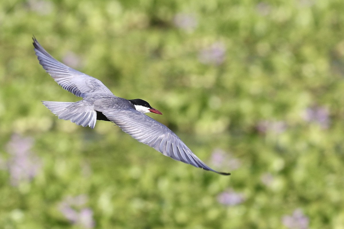 Whiskered Tern - ML636990631