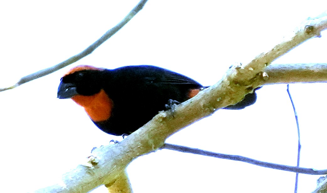 Puerto Rican Bullfinch - ML636990645