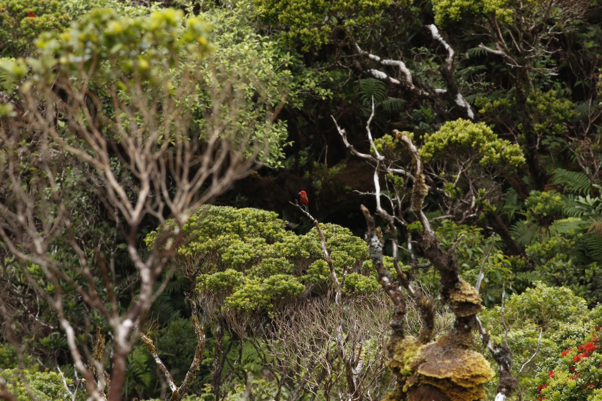 Apapane - ML636990677