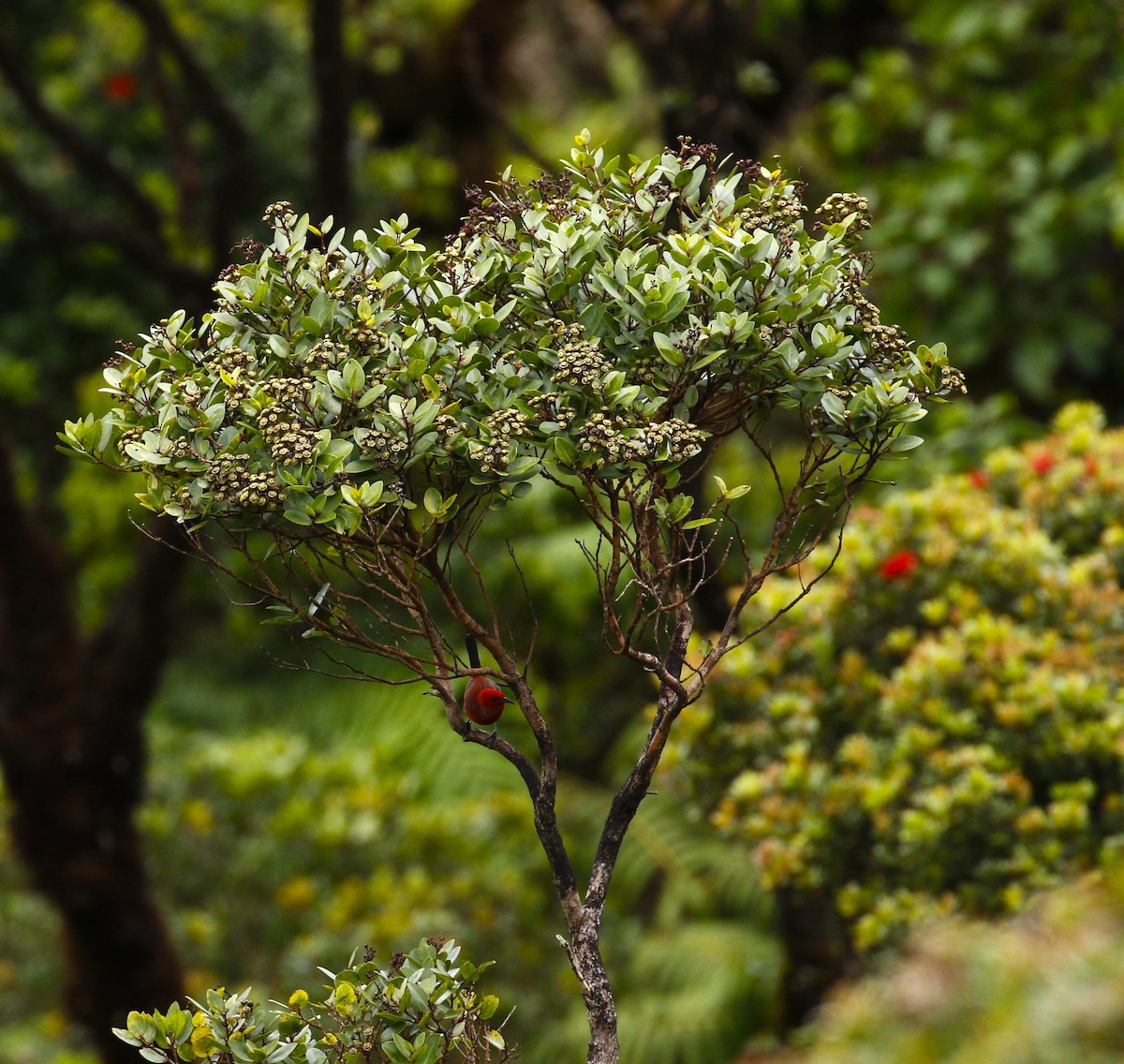 Apapane - ML636990679