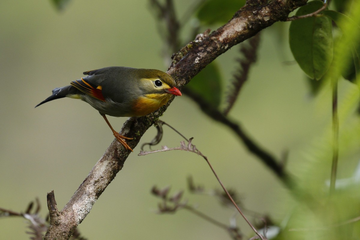 Red-billed Leiothrix - ML636990681