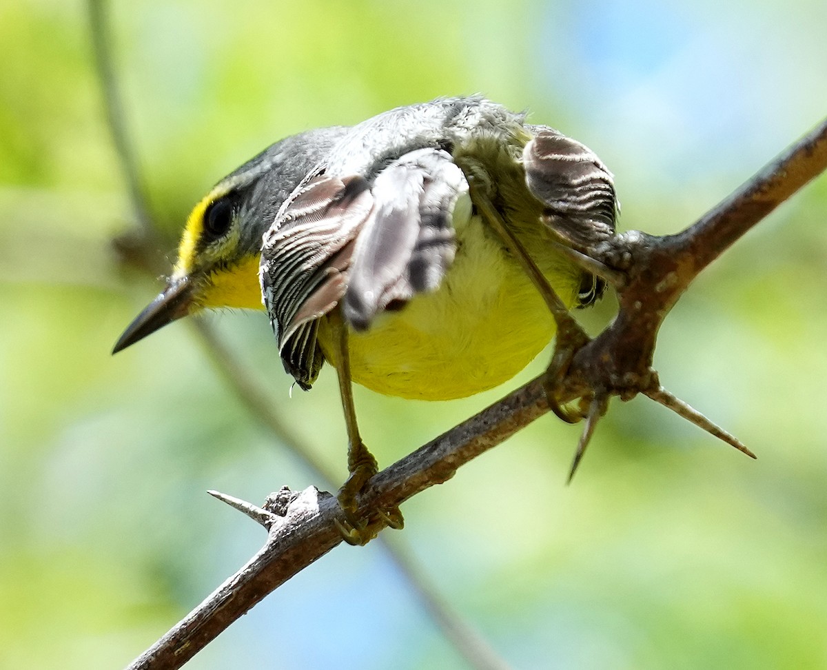 Adelaide's Warbler - ML636990685