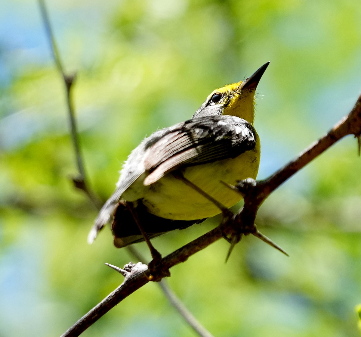 Adelaide's Warbler - ML636990687