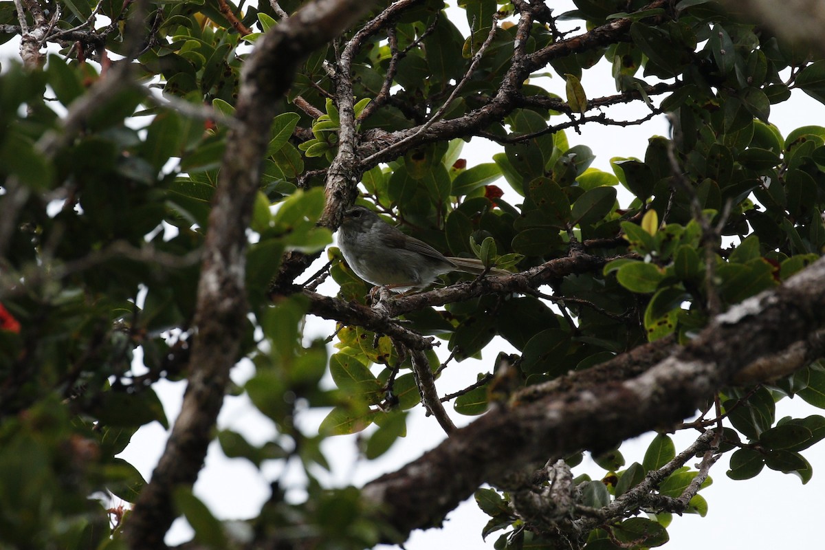 Japanese Bush Warbler - ML636990689