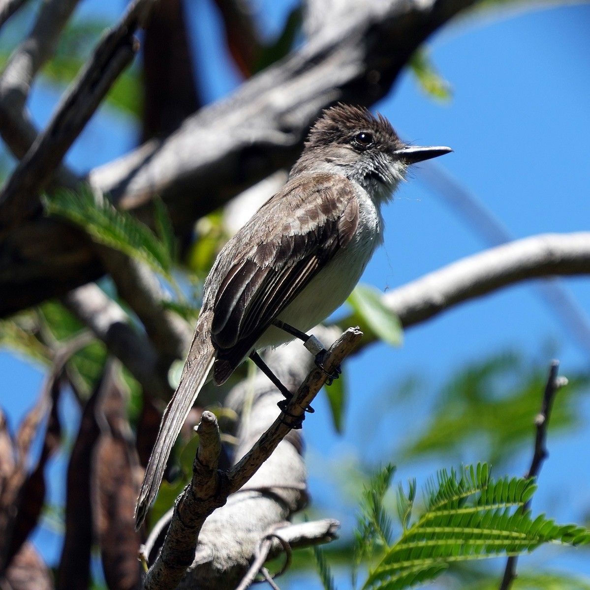 Puerto Rican Flycatcher - ML636990691
