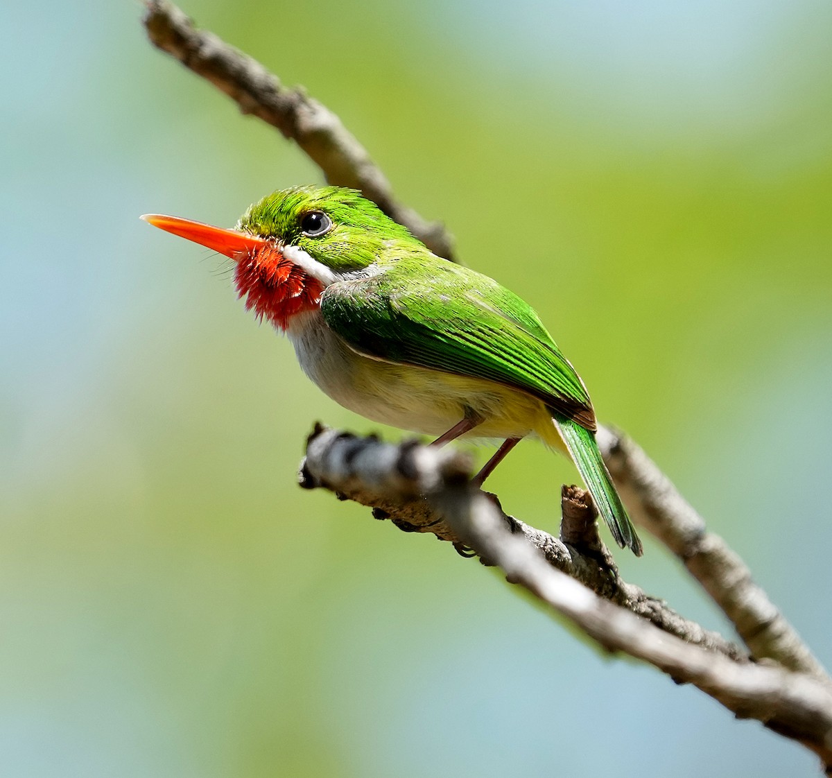 Puerto Rican Tody - ML636990702