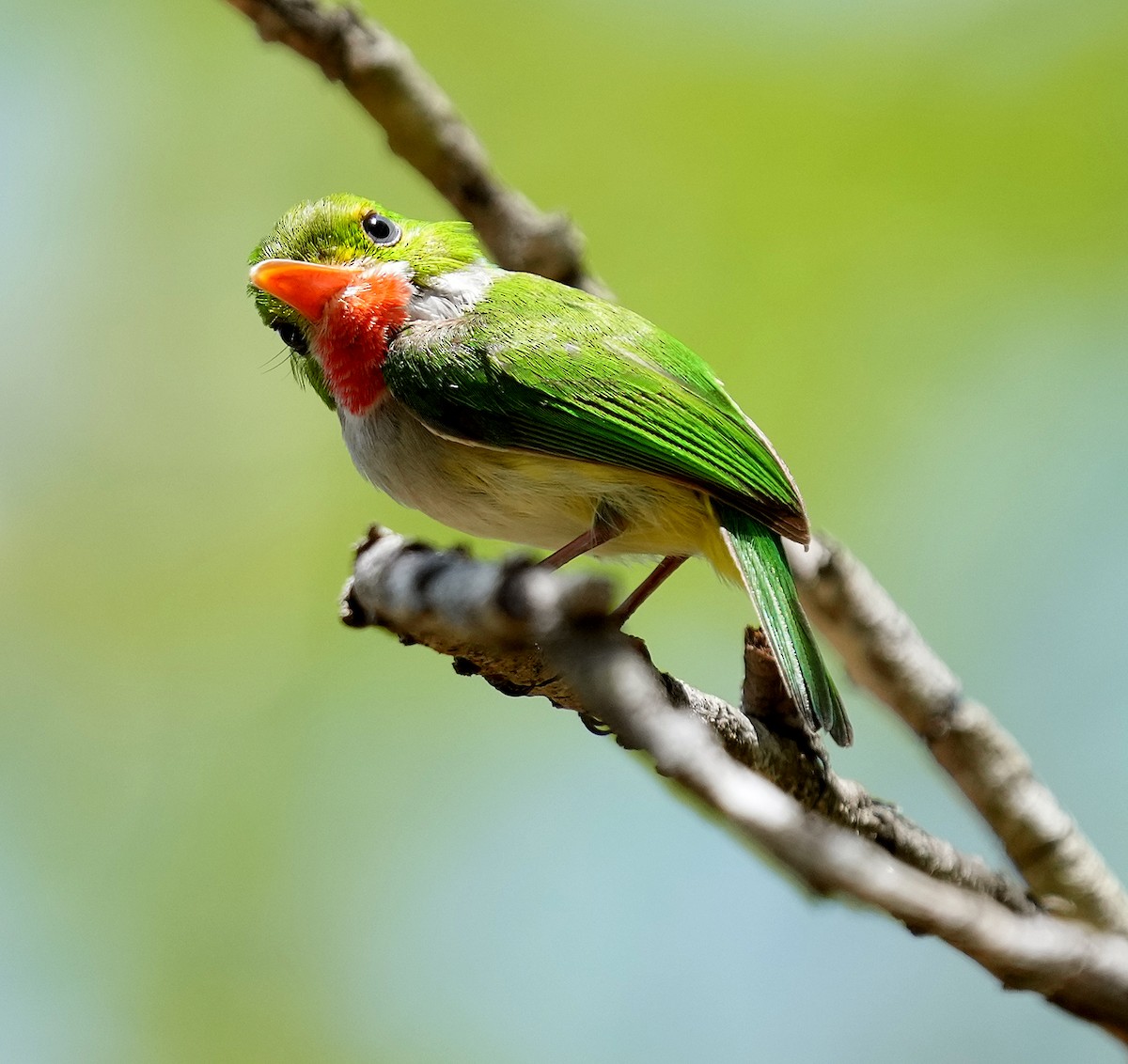 Puerto Rican Tody - ML636990703
